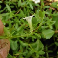 Dentella repens (L.) J.R.Forst. & G.Forst.